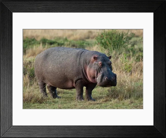 Framed Print : hippopotamus, early morning, hippopotamus amphibius; masai mara, kenya Framed Print : hippopotamus, early morning, hippopotamus amphibius; masai mara, kenya