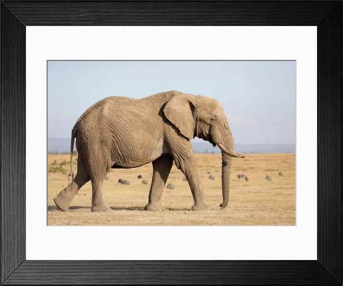 Framed Print : African Elephant (Loxodonta africana) adult Framed Print : African Elephant (Loxodonta africana) adult