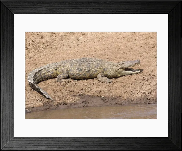 Framed Print : Nile Crocodile (Crocodylus niloticus) adult Framed Print : Nile Crocodile (Crocodylus niloticus) adult