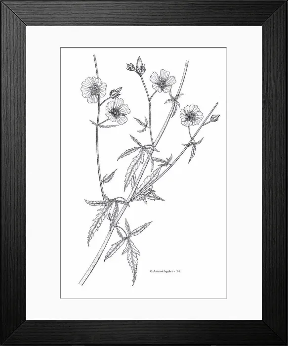 Framed Print : Drawing of a Marsh-Mallow flower with Indian ink