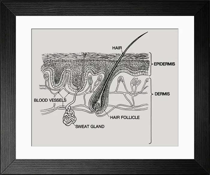 Framed Print : A diagram of layers of human skin Framed Print : A diagram of layers of human skin