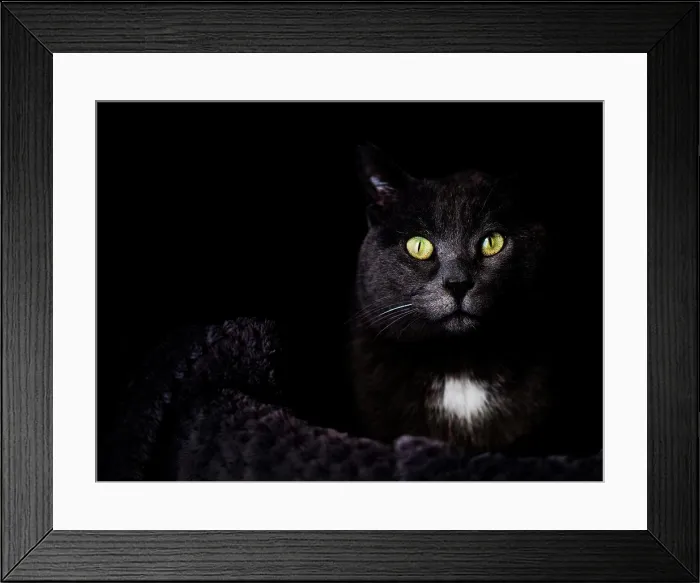 Framed Print : Black cat with green eyes looking at camera Framed Print : Black cat with green eyes looking at camera