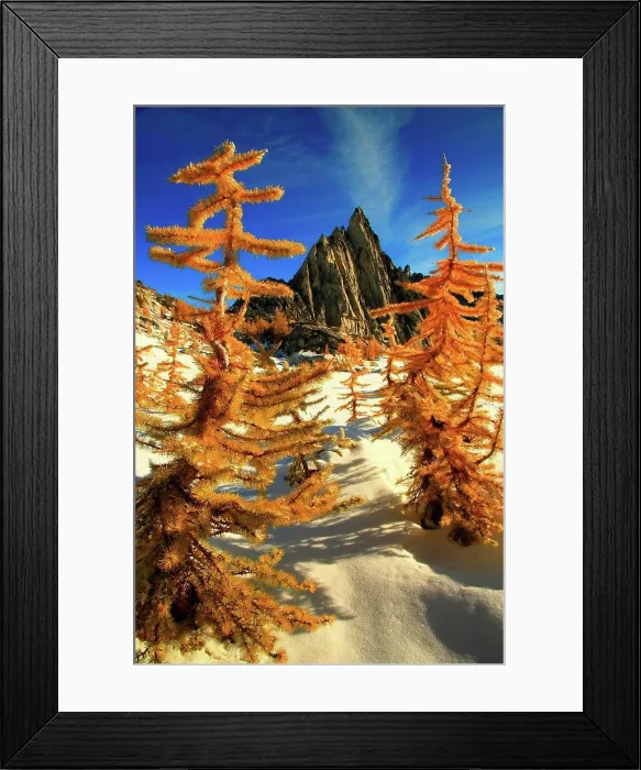 Framed Print : Golden Larch trees in snow with mountain peak in the background, Alpine Lakes Wilderness, Washington State, USA