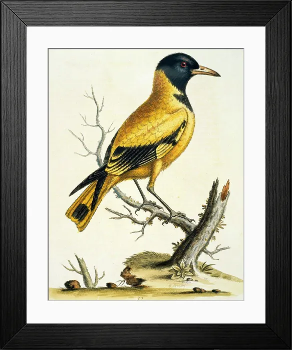 Framed Print : Black- Headed Oriole of the Indies by George Edwards, (ca. 1694- ca.1773), Chicago, Newberry Library Framed Print : Black- Headed Oriole of the Indies by George Edwards, (ca. 1694- ca.1773), Chicago, Newberry Library