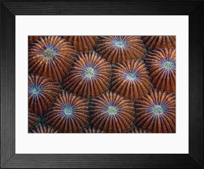 Framed Print : Underwater View Of Round Coral
