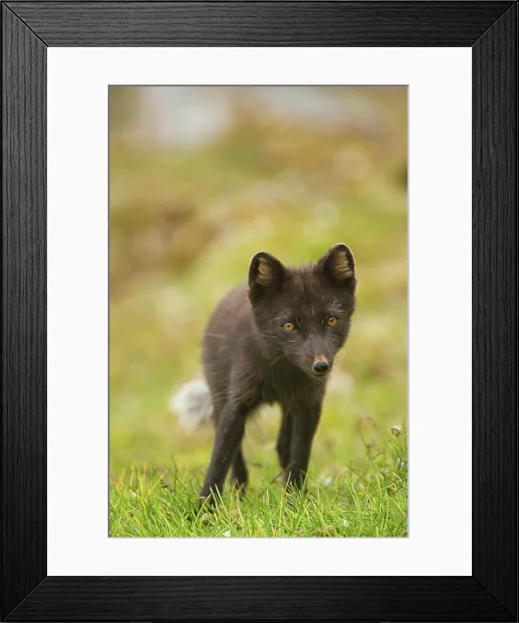 Framed Print : Norway, Svalbard Archipelago, Arctic Ocean, Arctic fox (Alopex lagopus) vixen along northwestern coast of Spitsbergen Framed Print : Norway, Svalbard Archipelago, Arctic Ocean, Arctic fox (Alopex lagopus) vixen along northwestern coast of Spitsbergen