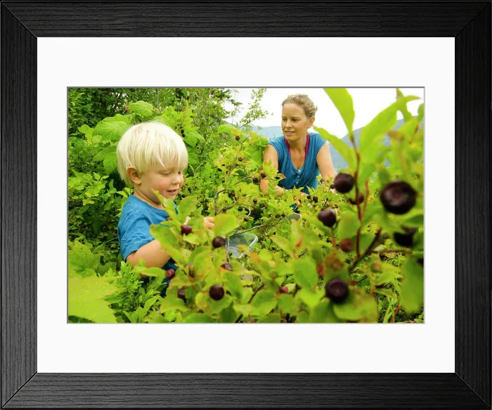 Framed Print : A mother and son pick huckleberries near Nelson, British Columbia Framed Print : A mother and son pick huckleberries near Nelson, British Columbia