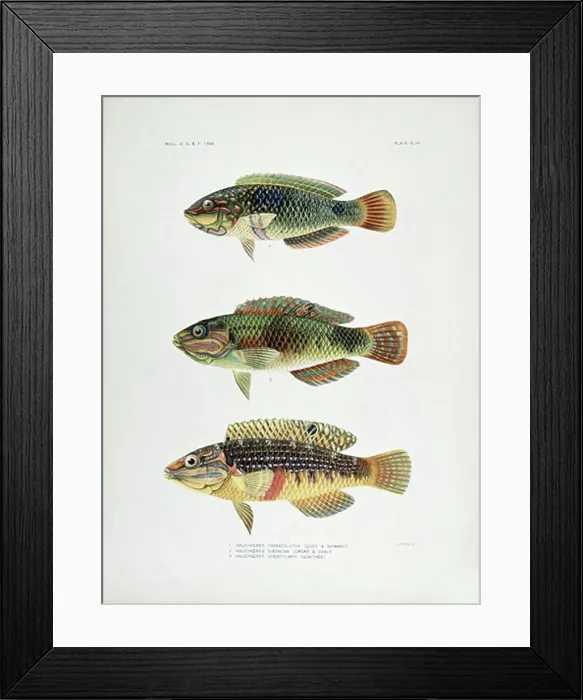 Framed Print : 1) Halichoeres Trimaculatus