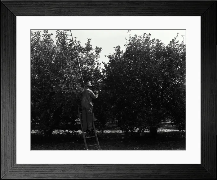 Framed Print : USA, Florida, Rear view of farmer harvesting oranges from orchard Framed Print : USA, Florida, Rear view of farmer harvesting oranges from orchard