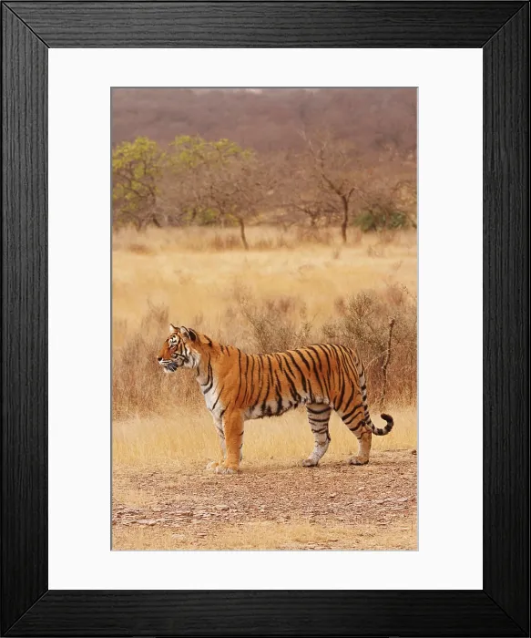 Framed Print : Royal Bengal Tiger in the dry grassland, Ranthambhor National Park, India Framed Print : Royal Bengal Tiger in the dry grassland, Ranthambhor National Park, India