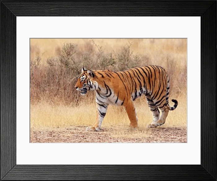 Framed Print : Royal Bengal Tiger walking around dry grassland, Ranthambhor National Park, India Framed Print : Royal Bengal Tiger walking around dry grassland, Ranthambhor National Park, India