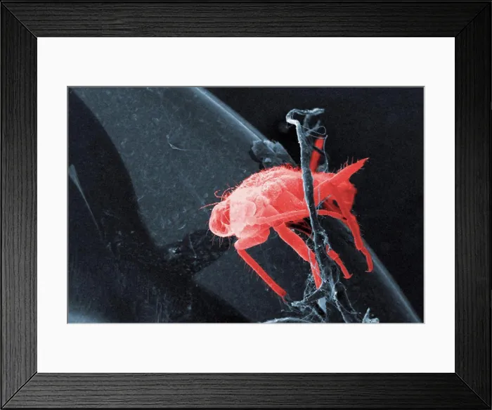 Framed Print : This low magnification, 48x, scanning electron micrograph (SEM) revealed the presence of a small