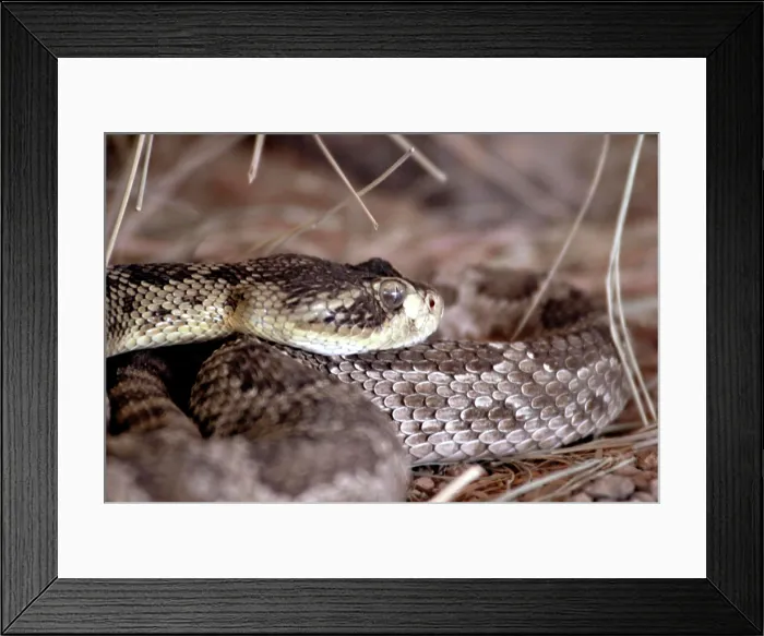Framed Print : USA, Arizona, Tucson. Arizona-Sonora Desert Museum. Rattlesnake, captive Framed Print : USA, Arizona, Tucson. Arizona-Sonora Desert Museum. Rattlesnake, captive