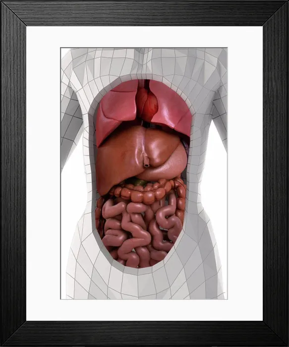 Framed Print : Human Anatomy Framed Print : Human Anatomy