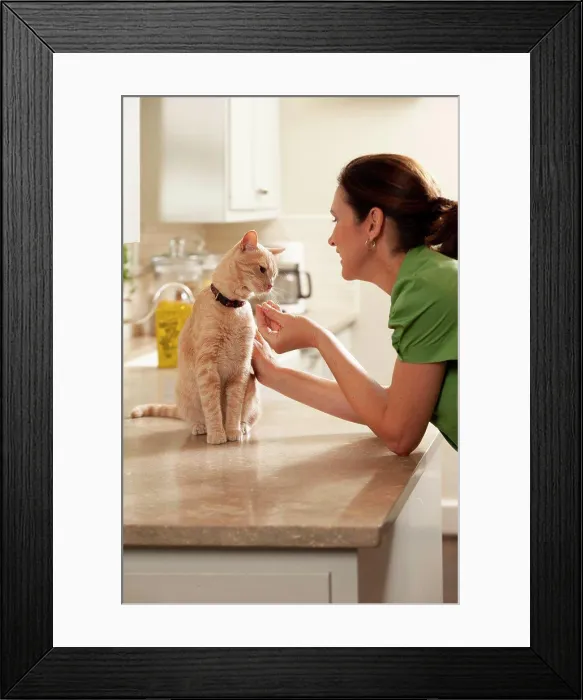 Framed Print : Middle Aged caucasian woman giving her cat a treat in the Kitchen, cat sitting on counter smelling treat in woman's hand Framed Print : Middle Aged caucasian woman giving her cat a treat in the Kitchen, cat sitting on counter smelling treat in woman's hand