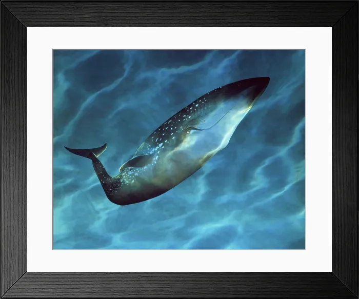 Framed Print : Side profile of a Blue Whale underwater (Balsenoptera musculus) Framed Print : Side profile of a Blue Whale underwater (Balsenoptera musculus)