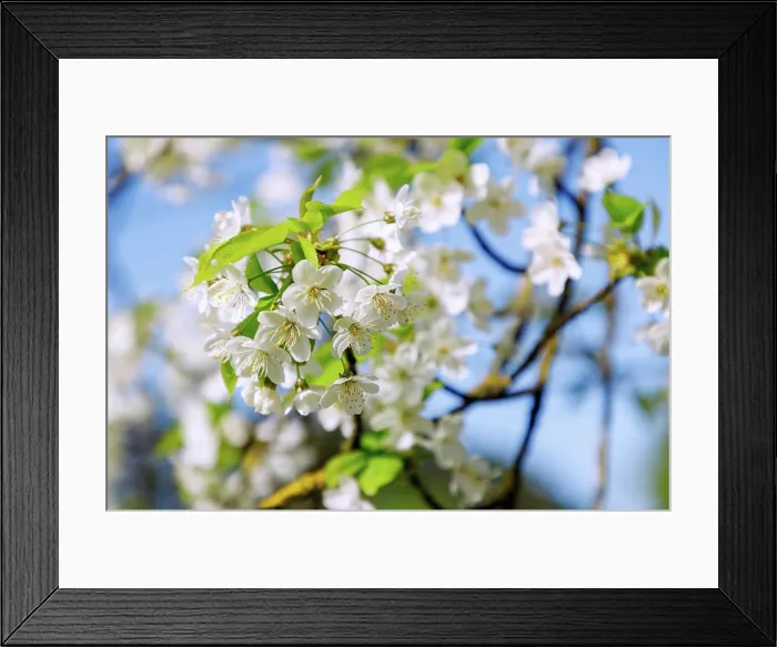 Framed Print : Blühende Süß-Kirsche Prunus Avium, Süßkirche *** Flowering cute Cherry Prunus Avium, Süßkirche Framed Print : Blühende Süß-Kirsche Prunus Avium, Süßkirche *** Flowering cute Cherry Prunus Avium, Süßkirche