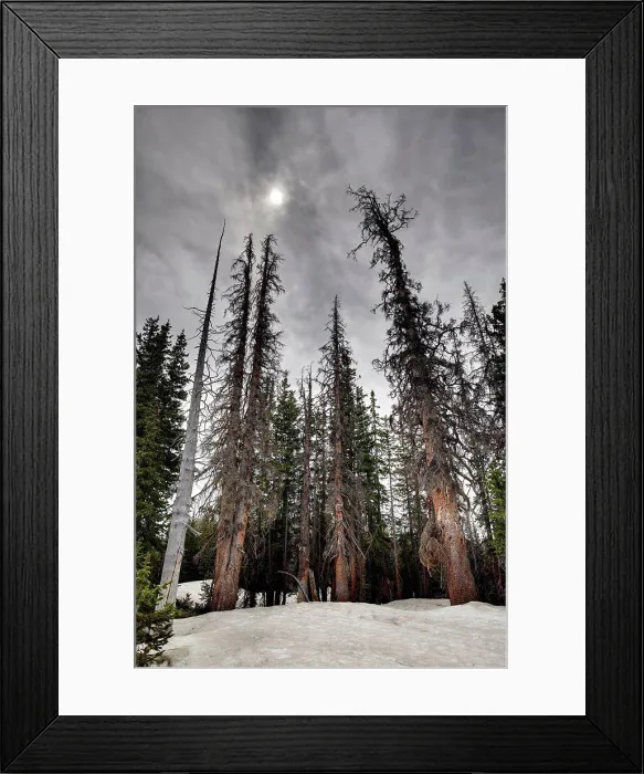 Framed Print : Spruce beetle (Dendroctonus rufipennis) killed trees Framed Print : Spruce beetle (Dendroctonus rufipennis) killed trees