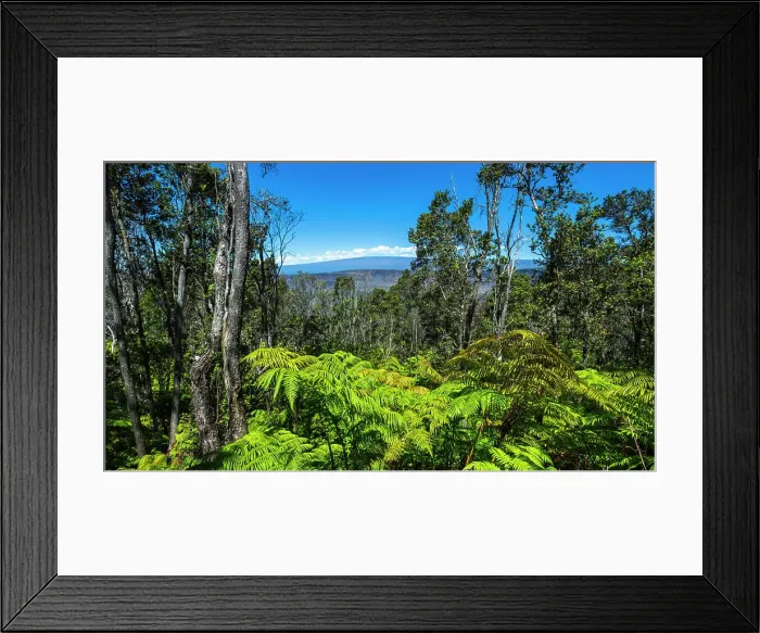Framed Print : Mauna Loa from the Kilauea Iki Trail, Hawaii Volcanoes National Park, Hawaii USA Framed Print : Mauna Loa from the Kilauea Iki Trail, Hawaii Volcanoes National Park, Hawaii USA