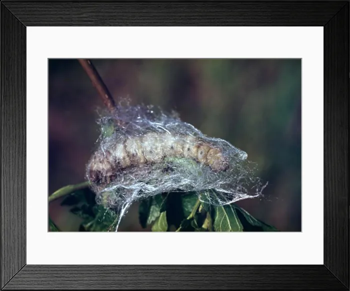 Framed Print : Silkworm Cocoon Framed Print : Silkworm Cocoon