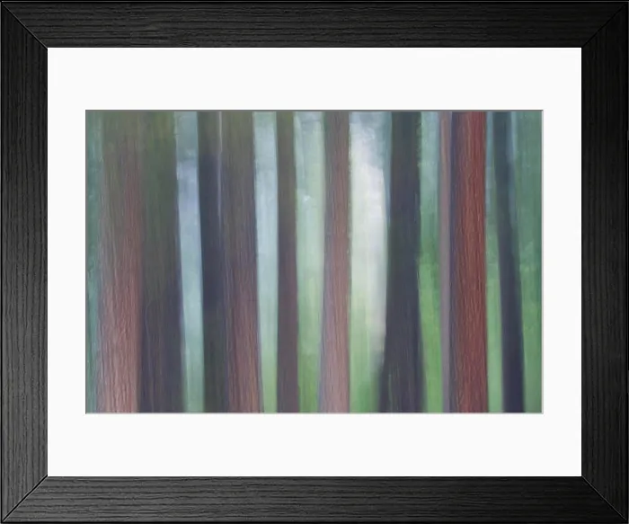 Framed Print : Evergreen Trees foggy morning Yosemite Valley, Yosemite National Park California Framed Print : Evergreen Trees foggy morning Yosemite Valley, Yosemite National Park California