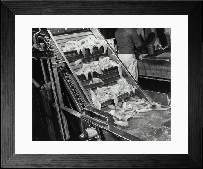Framed Print : Vintage photograph. Fillet cool bath conveyor into packing at fish processing plant Framed Print : Vintage photograph. Fillet cool bath conveyor into packing at fish processing plant