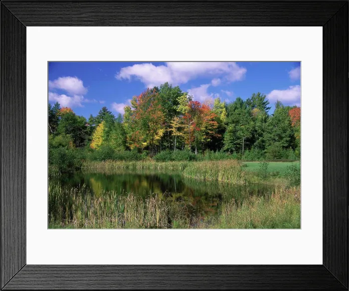Framed Print : Reflection of trees in water Framed Print : Reflection of trees in water