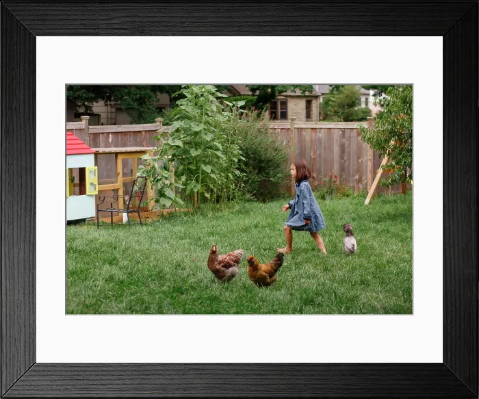 Framed Print : A small barefoot girl walks in garden with flock of backyard chickens Framed Print : A small barefoot girl walks in garden with flock of backyard chickens