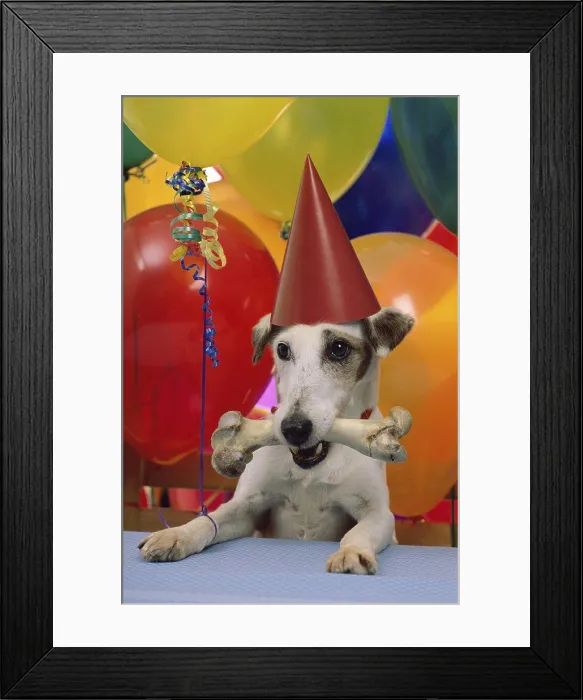 Framed Print : Dog wearing a birthday hat and holding a bone in its mouth Framed Print : Dog wearing a birthday hat and holding a bone in its mouth