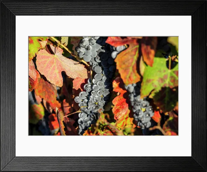 Framed Print : Weinberg with black grapes vineyard with black grapes Framed Print : Weinberg with black grapes vineyard with black grapes