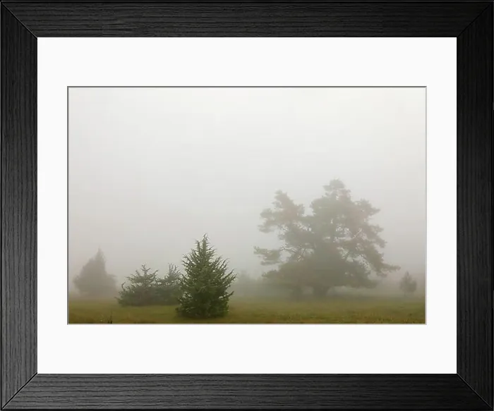Framed Print : Juniper heath in the mist, juniper Framed Print : Juniper heath in the mist, juniper