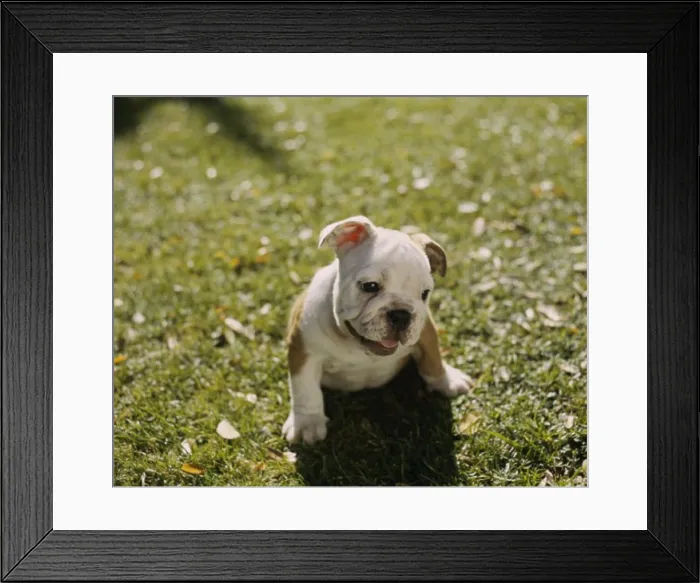 Framed Print : License this image at https: / / www Framed Print : License this image at https: / / www
