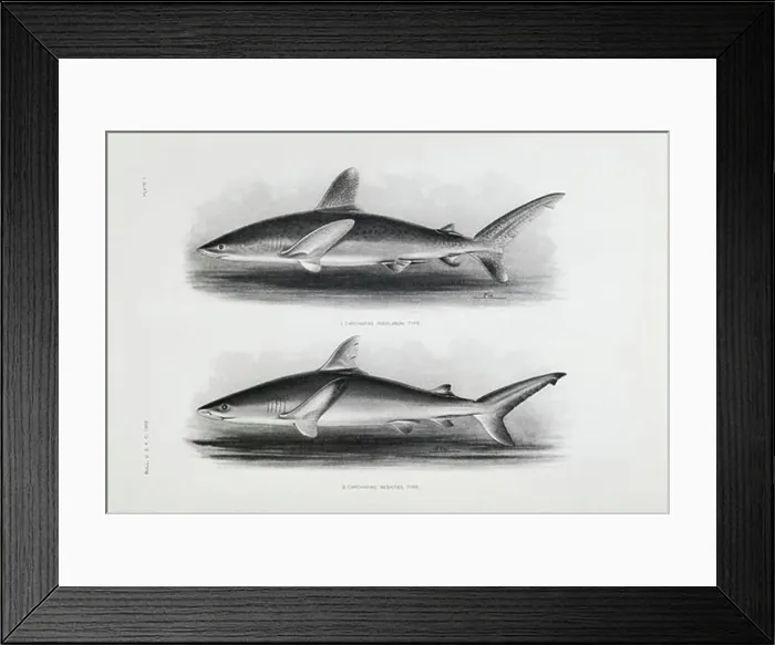 Framed Print : 1) Carcharias Insularum 2) Carcharias Nesiotes 1905 Artist Unknown Lithograph Private Collection Framed Print : 1) Carcharias Insularum 2) Carcharias Nesiotes 1905 Artist Unknown Lithograph Private Collection