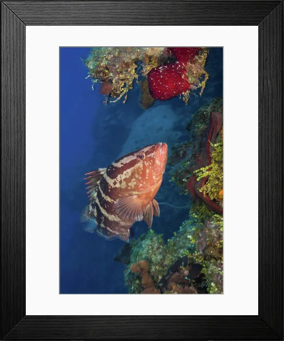 Framed Print : Cayman Islands, Nassau grouper (Epinephelus striatus) on reef Framed Print : Cayman Islands, Nassau grouper (Epinephelus striatus) on reef