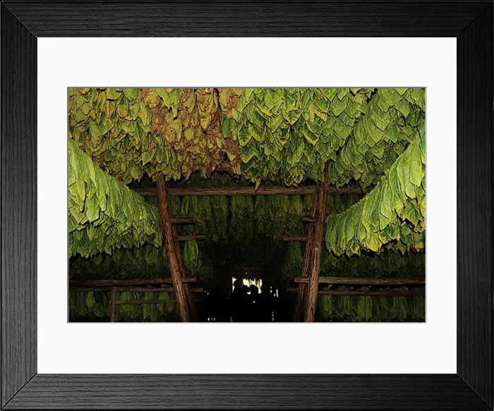 Framed Print : Im Trockenschuppen aufgehaengte Tabakblaetter. tabacco leaves driyng in Vinales