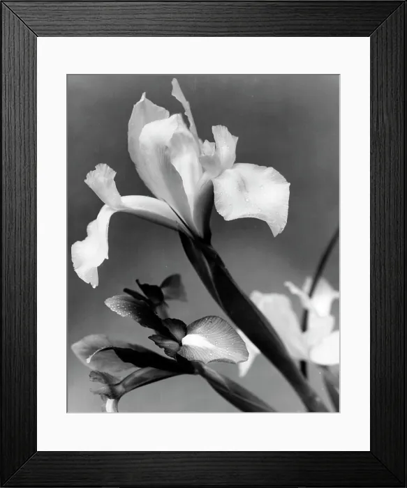 Framed Print : Iris Framed Print : Iris