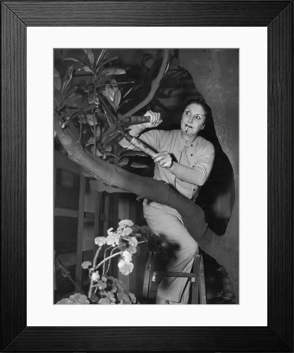 Framed Print : ***** huge magnolia tree which grows by the house is in season as dramatic as the inhabitants Framed Print : ***** huge magnolia tree which grows by the house is in season as dramatic as the inhabitants