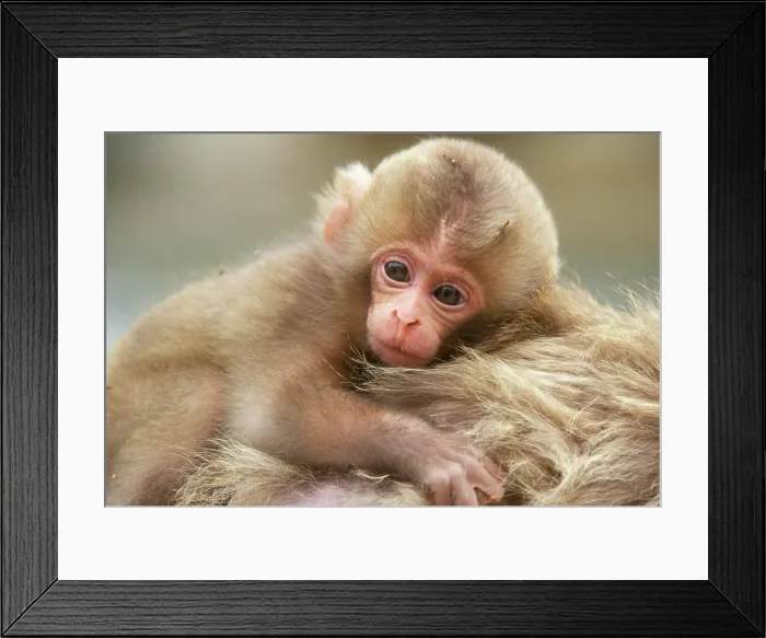 Framed Print : Snow Monkey Baby, Jigokudani, Nagano, Japan Framed Print : Snow Monkey Baby, Jigokudani, Nagano, Japan