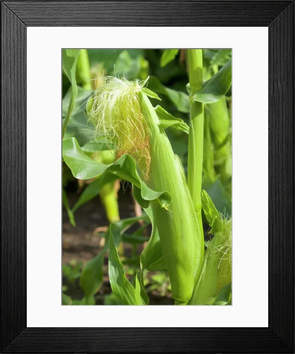 Framed Print : Sweet Corn ready for picking Framed Print : Sweet Corn ready for picking