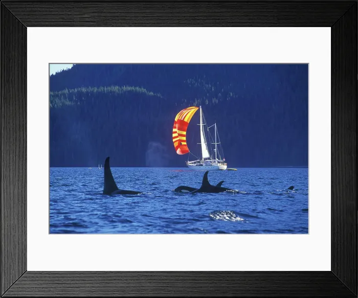 Framed Print : Sailboat with jib, British Columbia, Canada Framed Print : Sailboat with jib, British Columbia, Canada