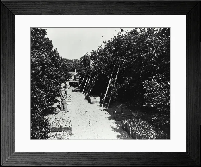 Framed Print : Farmers harvesting oranges from an orchard, Florida, USA