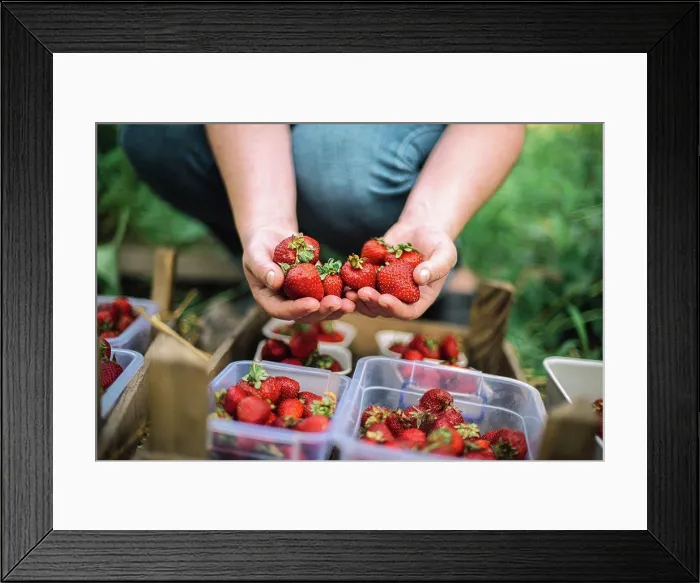 Framed Print : Close up shot of a person hands picking strawberries