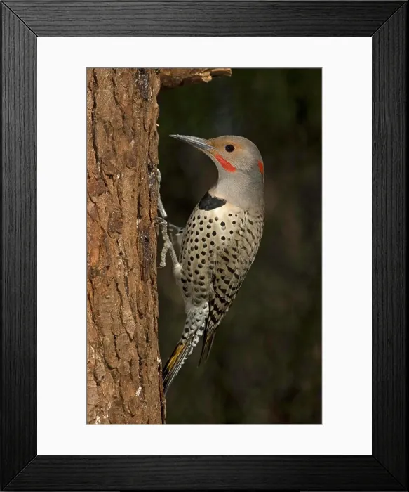 Framed Print : Northern Flicker, Canada Framed Print : Northern Flicker, Canada