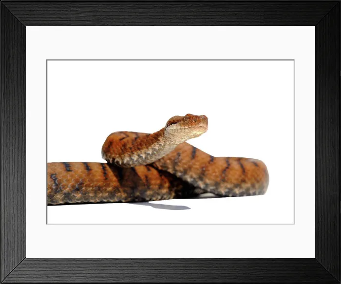 Framed Print : Asp Viper in studio on white background ; Native to the center of France Framed Print : Asp Viper in studio on white background ; Native to the center of France