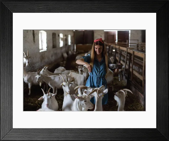 Framed Print : the girl feeds a lot of goats from her hands Framed Print : the girl feeds a lot of goats from her hands