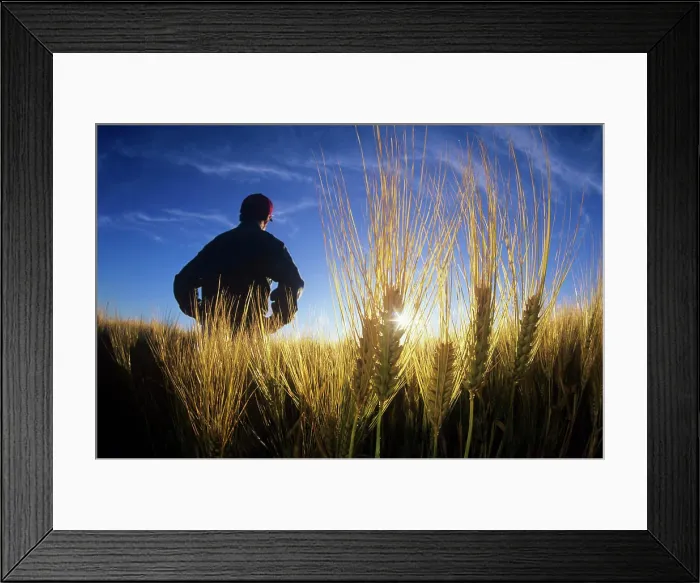 Framed Print : Farmer in maturing barley field, Dugald, Manitoba, Canada Framed Print : Farmer in maturing barley field, Dugald, Manitoba, Canada