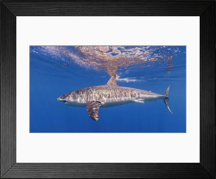 Framed Print : Mexico, Guadalupe, Great white shark underwater Framed Print : Mexico, Guadalupe, Great white shark underwater