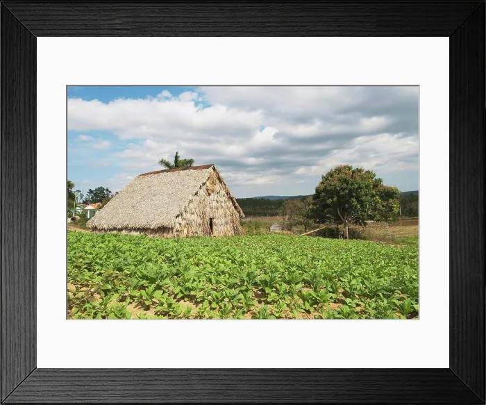 Framed Print : Tabacco Drying Shed, Viñales, Cuba Framed Print : Tabacco Drying Shed, Viñales, Cuba