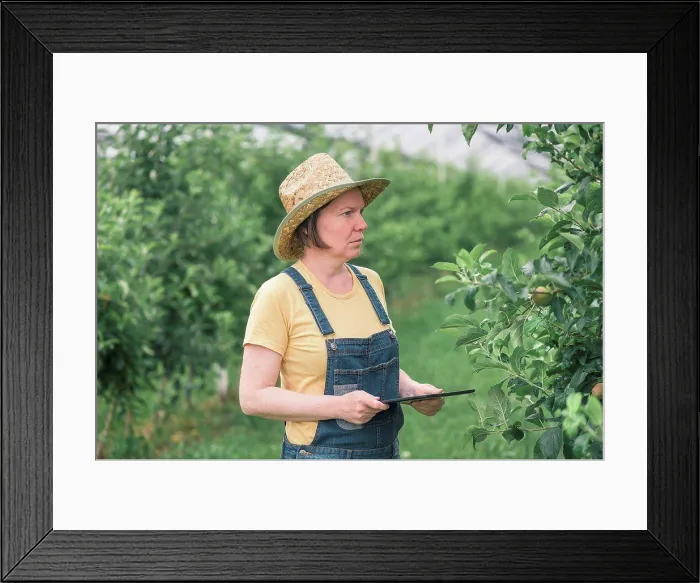 Framed Print : Farmer using tablet computer in organic apple orchard