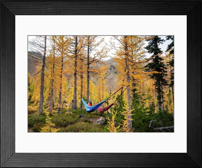 Framed Print : Female hanging in a hammock in a forest of larches during the fall